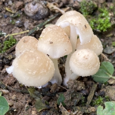 Unverified Cap on a stem; gills below cap [mushrooms or mushroom-like] by SteveBorkowskis