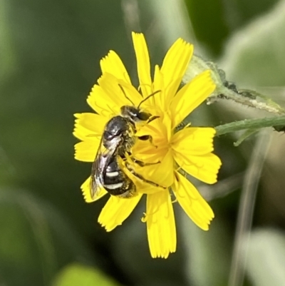 Lasioglossum (Chilalictus) sp. (genus & subgenus) (Halictid bee) at Numeralla, NSW - 15 Apr 2022 by SteveBorkowskis