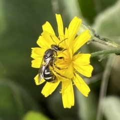Lasioglossum (Chilalictus) sp. (genus & subgenus) (Halictid bee) at Numeralla, NSW - 15 Apr 2022 by Steve_Bok