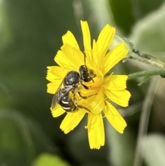 Lasioglossum (Chilalictus) sp. (genus & subgenus) at Numeralla, NSW - suppressed