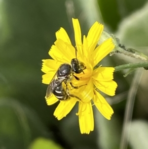 Lasioglossum (Chilalictus) sp. (genus & subgenus) at Numeralla, NSW - suppressed