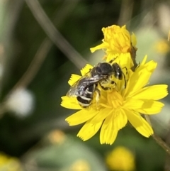 Lasioglossum (Chilalictus) sp. (genus & subgenus) at Numeralla, NSW - suppressed