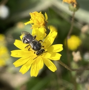 Lasioglossum (Chilalictus) sp. (genus & subgenus) at Numeralla, NSW - suppressed