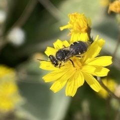 Lasioglossum (Chilalictus) sp. (genus & subgenus) at Numeralla, NSW - suppressed