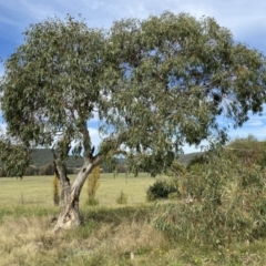 Eucalyptus pauciflora subsp. pauciflora (White Sally, Snow Gum) at Numeralla, NSW - 15 Apr 2022 by SteveBorkowskis