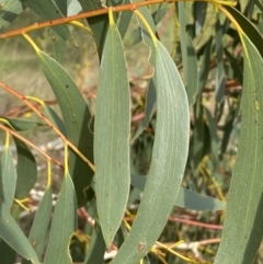 Eucalyptus pauciflora subsp. pauciflora at Numeralla, NSW - suppressed