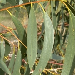 Eucalyptus pauciflora subsp. pauciflora at suppressed - 15 Apr 2022