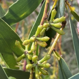 Eucalyptus pauciflora subsp. pauciflora at Numeralla, NSW - suppressed