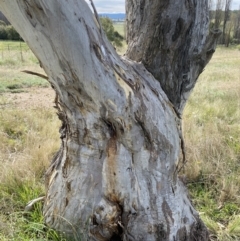 Eucalyptus pauciflora subsp. pauciflora at Numeralla, NSW - suppressed