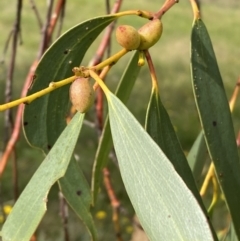 Eucalyptus pauciflora subsp. pauciflora at Numeralla, NSW - suppressed