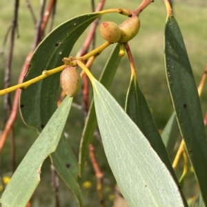 Eucalyptus pauciflora subsp. pauciflora at Numeralla, NSW - suppressed