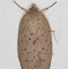 Garrha carnea (A concealer moth) at Melba, ACT - 6 Mar 2022 by kasiaaus