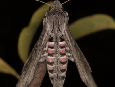 Agrius convolvuli (Convolvulus Hawk Moth) at Melba, ACT - 6 Mar 2022 by kasiaaus