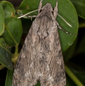 Agrius convolvuli at Melba, ACT - 6 Mar 2022