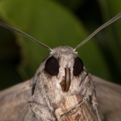 Agrius convolvuli at Melba, ACT - 6 Mar 2022 09:42 PM