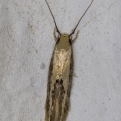 Opogona stenocraspeda (Tineidae) at Melba, ACT - 6 Mar 2022 by kasiaaus