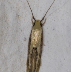 Opogona (genus) (A fungus moth) at Melba, ACT - 6 Mar 2022 by kasiaaus