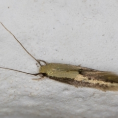 Opogona (genus) at Melba, ACT - 6 Mar 2022