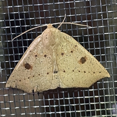 Unidentified Geometer moth (Geometridae) at Coopers Gully, NSW - 21 Feb 2022 by ibaird