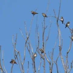 Stagonopleura guttata (Diamond Firetail) at Hume, ACT - 17 Apr 2022 by RodDeb