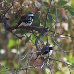 Stagonopleura guttata at Hume, ACT - 17 Apr 2022