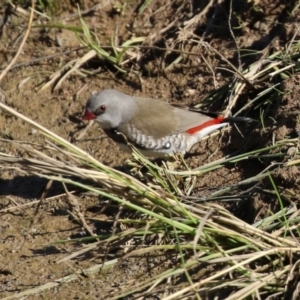 Stagonopleura guttata at Hume, ACT - 17 Apr 2022