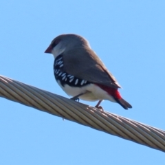 Stagonopleura guttata at Hume, ACT - 17 Apr 2022