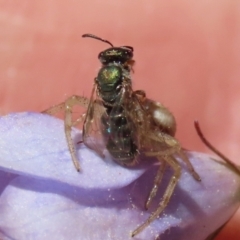 Homalictus (Homalictus) urbanus (sweat bee) at Hume, ACT - 17 Apr 2022 by RodDeb