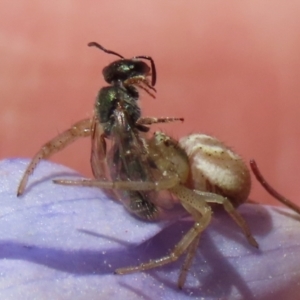 Lasioglossum (Homalictus) urbanum at Hume, ACT - 17 Apr 2022