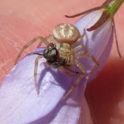 Australomisidia sp. (genus) (Flower spider) at Hume, ACT - 17 Apr 2022 by RodDeb