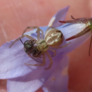 Australomisidia sp. (genus) at Hume, ACT - 17 Apr 2022