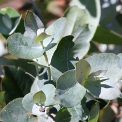 Eucalyptus globulus subsp. bicostata (Southern Blue Gum, Eurabbie) at Hume, ACT - 17 Apr 2022 by RodDeb