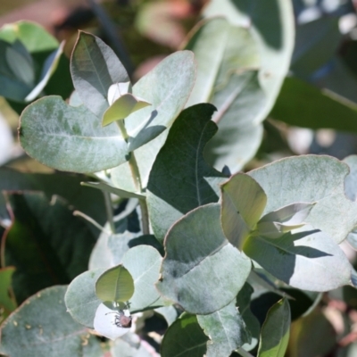 Eucalyptus globulus subsp. bicostata (Southern Blue Gum, Eurabbie) at Hume, ACT - 17 Apr 2022 by RodDeb