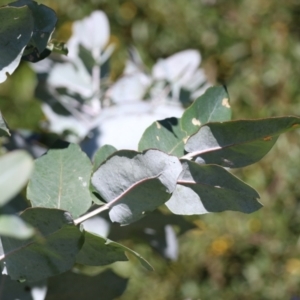 Eucalyptus globulus subsp. bicostata at Hume, ACT - 17 Apr 2022