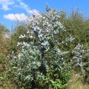 Eucalyptus globulus subsp. bicostata at Hume, ACT - suppressed