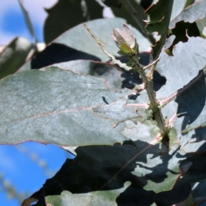 Eucalyptus globulus subsp. bicostata at Hume, ACT - 17 Apr 2022