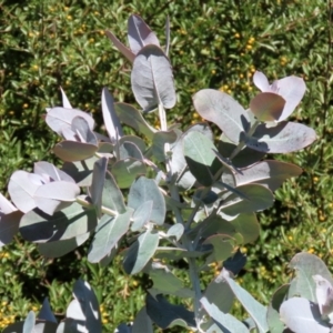 Eucalyptus globulus subsp. bicostata at Hume, ACT - 17 Apr 2022