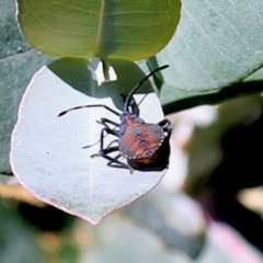 Amorbus (genus) (Eucalyptus Tip bug) at Hume, ACT - 17 Apr 2022 by RodDeb