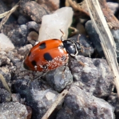 Hippodamia variegata (Spotted Amber Ladybird) at Wanniassa Hill - 18 Apr 2022 by RodDeb