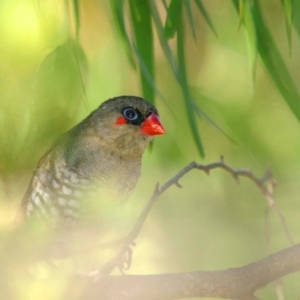 Stagonopleura oculata (Red-eared Firetail) at by Harrisi