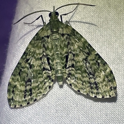 Sauris malaca (A Geometer moth (Larentiinae) at Coopers Gully, NSW - 21 Feb 2022 by ibaird