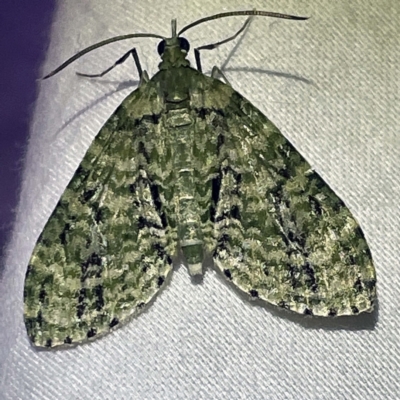 Unidentified Geometer moth (Geometridae) at Coopers Gully, NSW - 21 Feb 2022 by ibaird