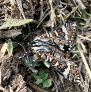 Apina callisto at Macgregor, ACT - 18 Apr 2022 03:30 PM