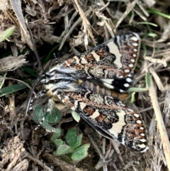 Apina callisto at Macgregor, ACT - 18 Apr 2022 03:30 PM