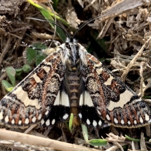 Apina callisto at Macgregor, ACT - 18 Apr 2022 03:30 PM