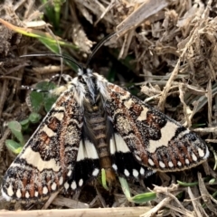 Apina callisto at Macgregor, ACT - 18 Apr 2022 03:30 PM