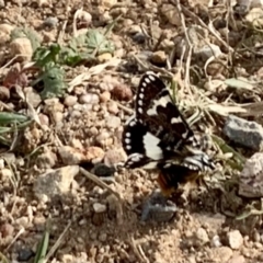 Apina callisto at Macgregor, ACT - 18 Apr 2022 03:30 PM