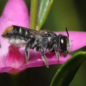 Megachile (Hackeriapis) tosticauda at Acton, ACT - 10 Apr 2022 11:43 AM