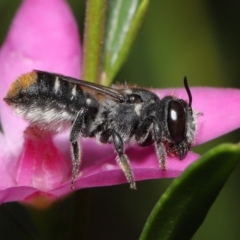 Megachile (Hackeriapis) tosticauda (Native tosticauda resin bee) at Acton, ACT - 10 Apr 2022 by TimL