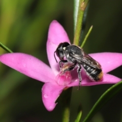 Megachile (Hackeriapis) tosticauda at Acton, ACT - 10 Apr 2022